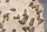 Foot Mortality Plate Of Sokhretia Trilobites - Massive Display! #164746-3